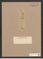 Navicula sp. (de-Toni-Nr.: Genus 1) Zeichnungen Sammlung Grunow Nr. 1365 (NHMW-BOT-W0368317)